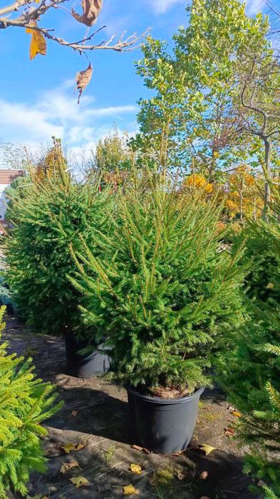Ялина звичайна Європейська /Н 160-190 см/ком
