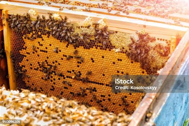 Бджолопакети, пчелопакети