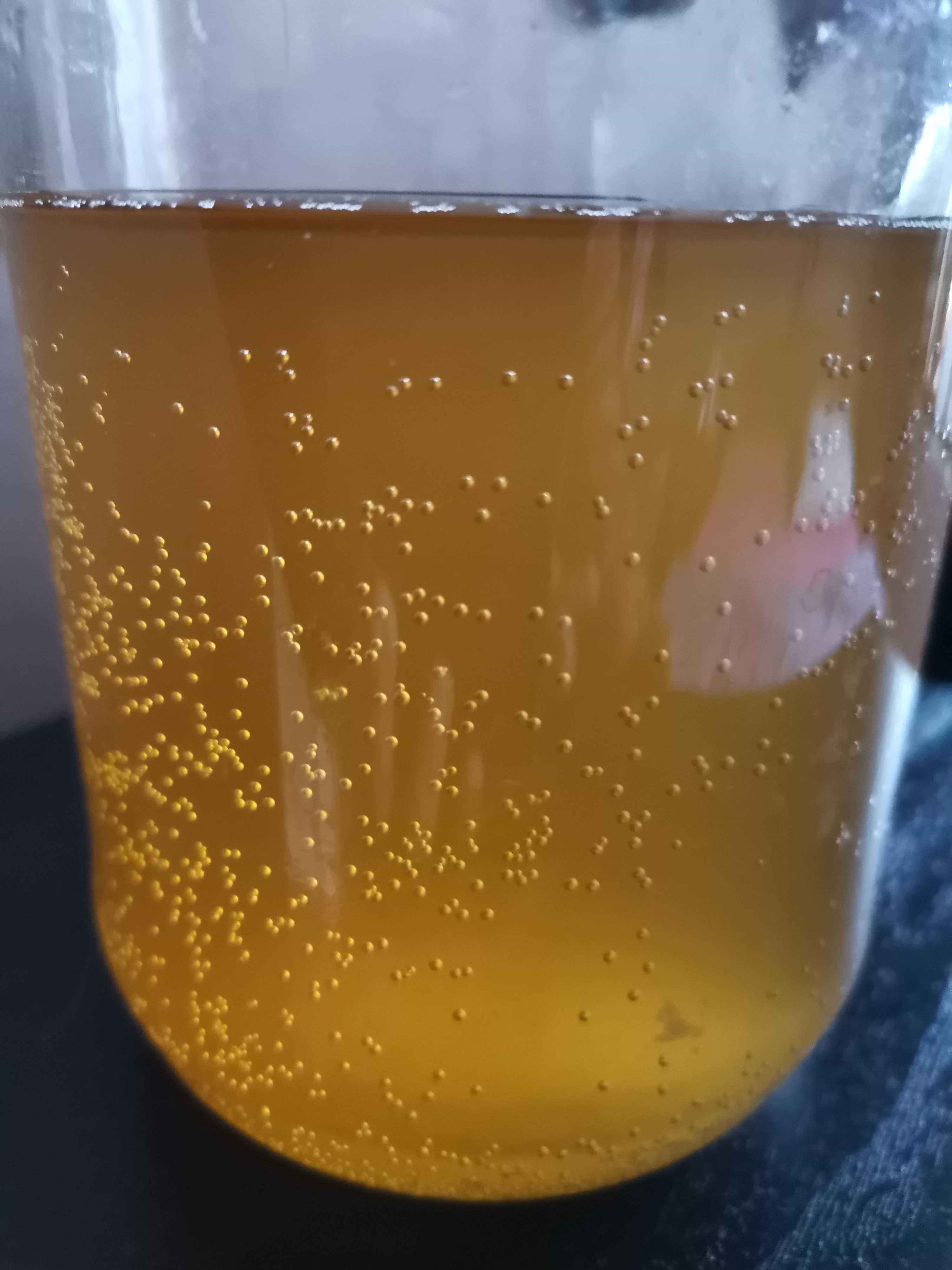 Algi japońskie i grzybek herbaciany  (kombucha) ZESTAW