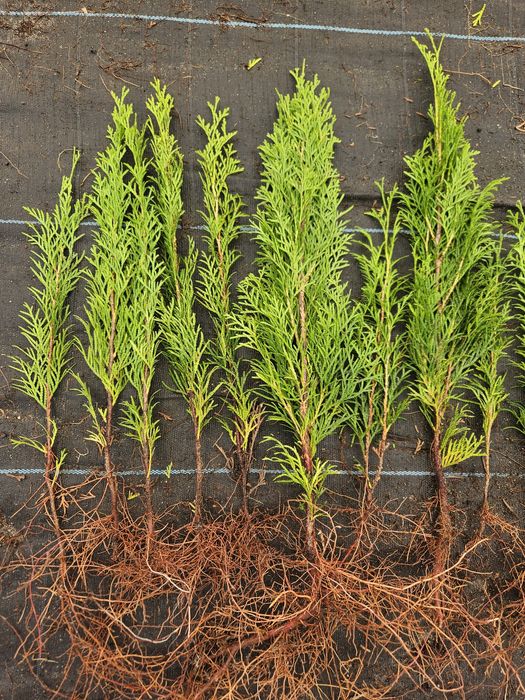 Tuja Smaragd - Szmaragd, trzyletnie sadzonki