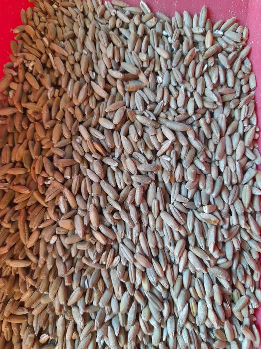 Sprzedam pszenicę wąsatkę i żyto ,pszenżyto