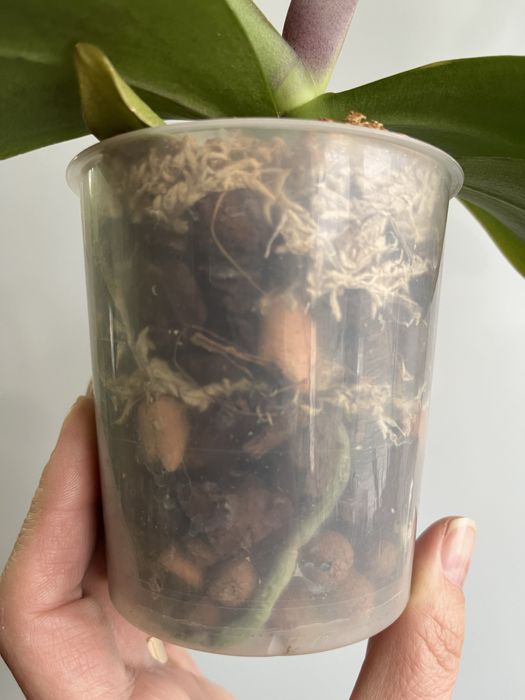 Фаленопсис Star Buster