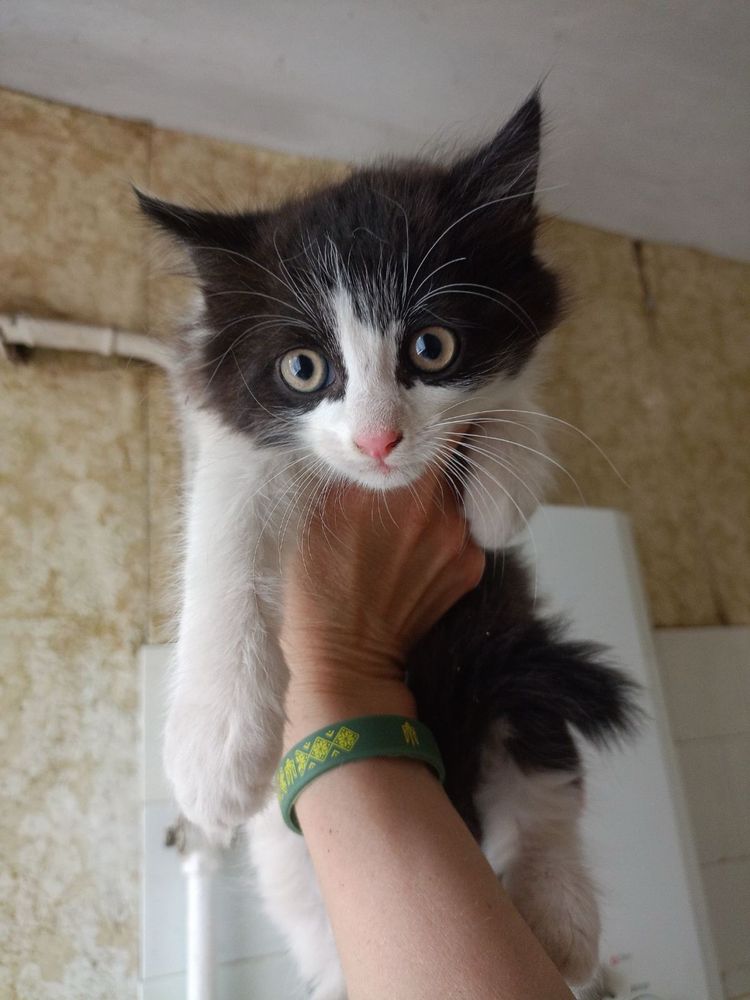 Мальчик и девочки котята