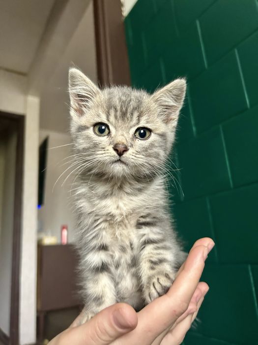 Кошеня в добрі руки, котенок бесплатно, котик даром, киценя, котенок
