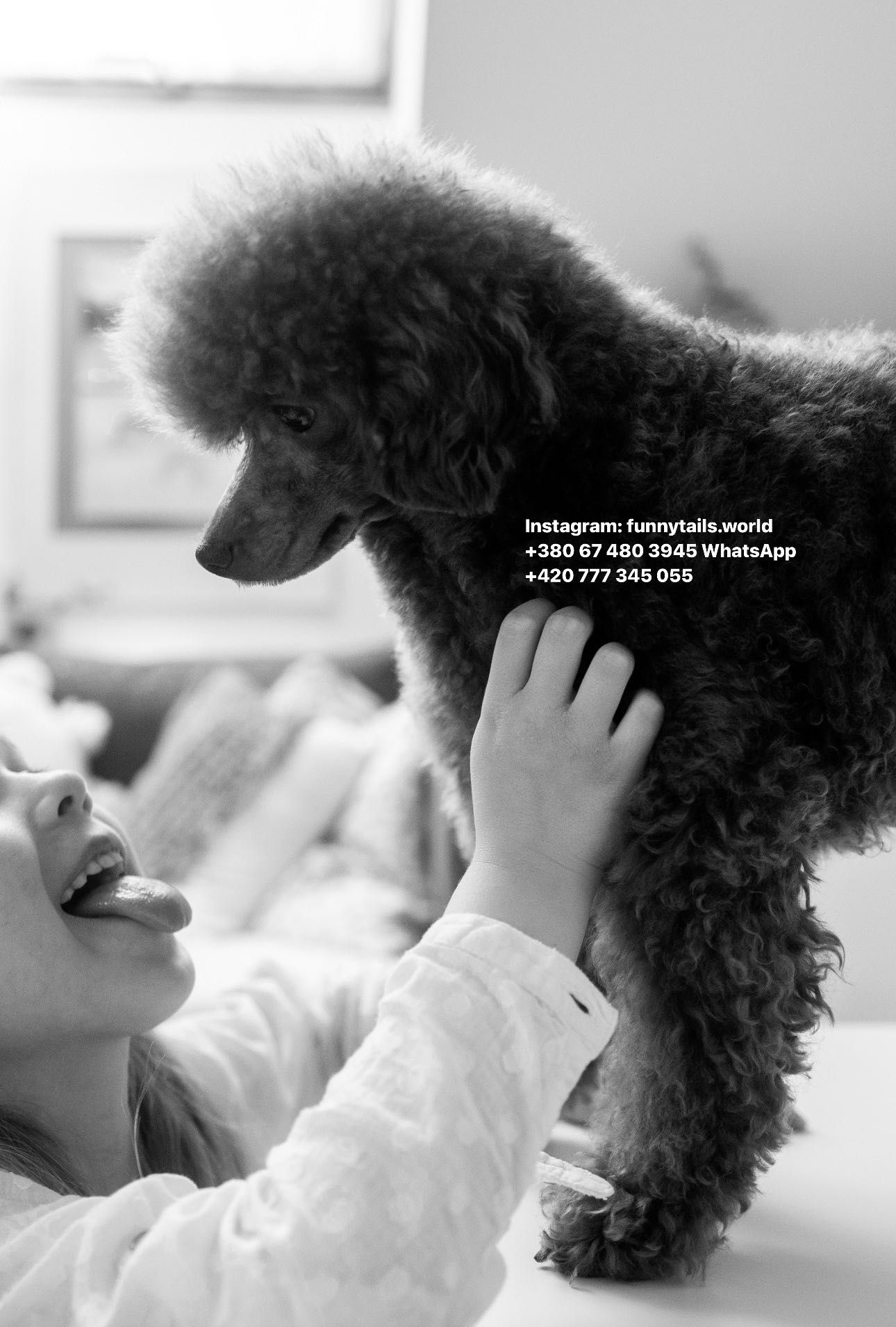Toy poodle той пудель red brown на подушку підрощенний