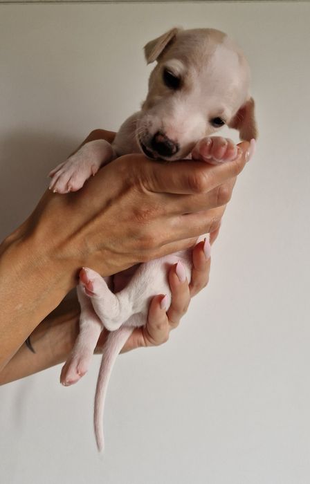Suczka Chart Angielski Whippet FCI
