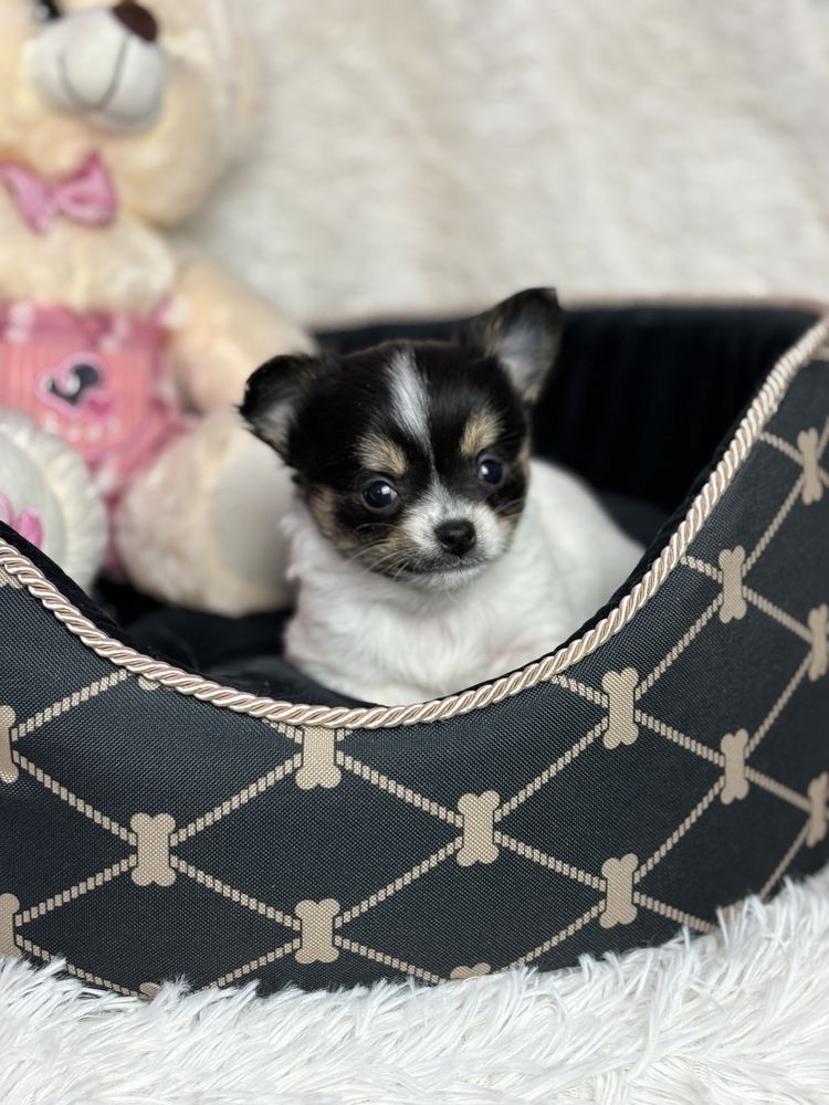 Mini Wyjątkowy Piesek Chihuahua Rodowód