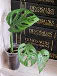 Монстера адансона манкі Monstera adansoni