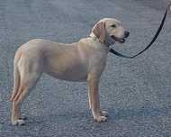 Cadela arrasada de labrador