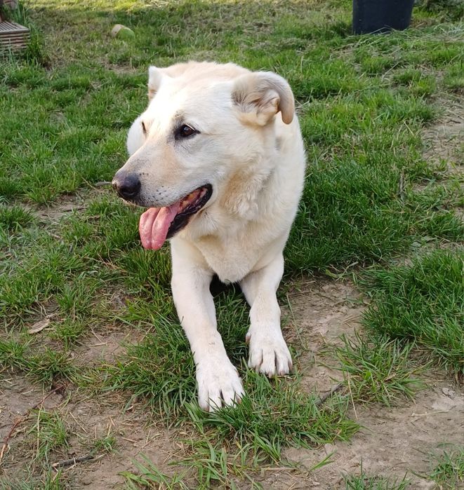 Rezerwacja: Szupi, około 8 letni, w typie labradora, przekochany