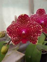 Орхидея I-Hsin Red Sesame