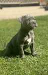 Szczeniak suczka Cane Corso