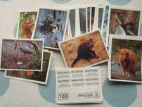 (147) Cromos de Animais Selvagens