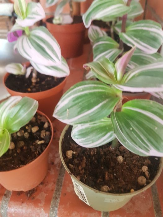 Tradescantia Nanouk ou planta da Felicidade, desde 2€.