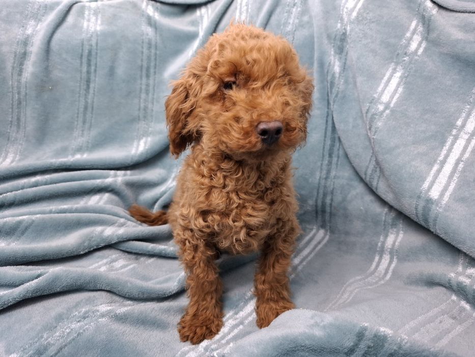 pudel miniaturowy szczeniak