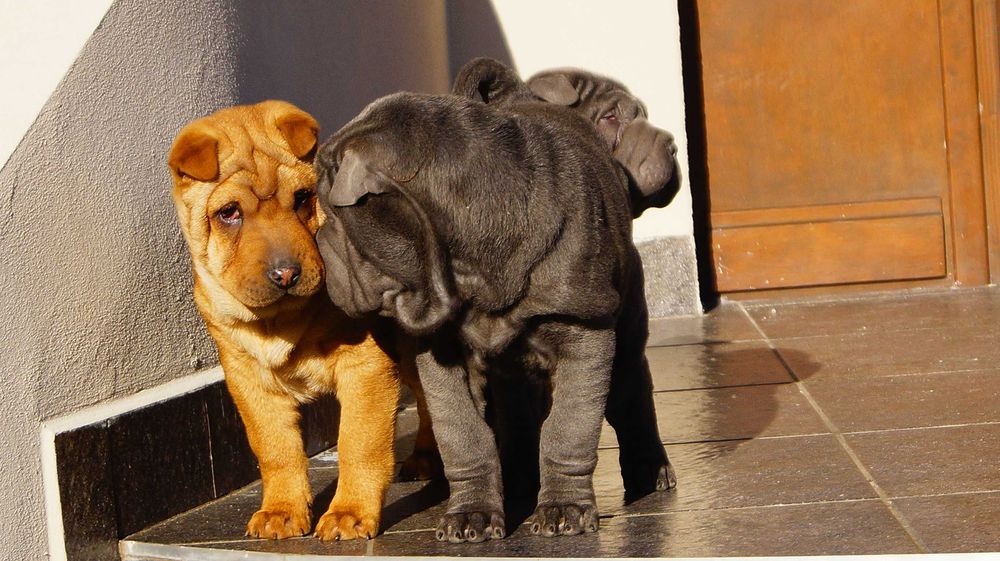 Szczeniak blue, Shar Pei z rodowodem, błękitny Filo