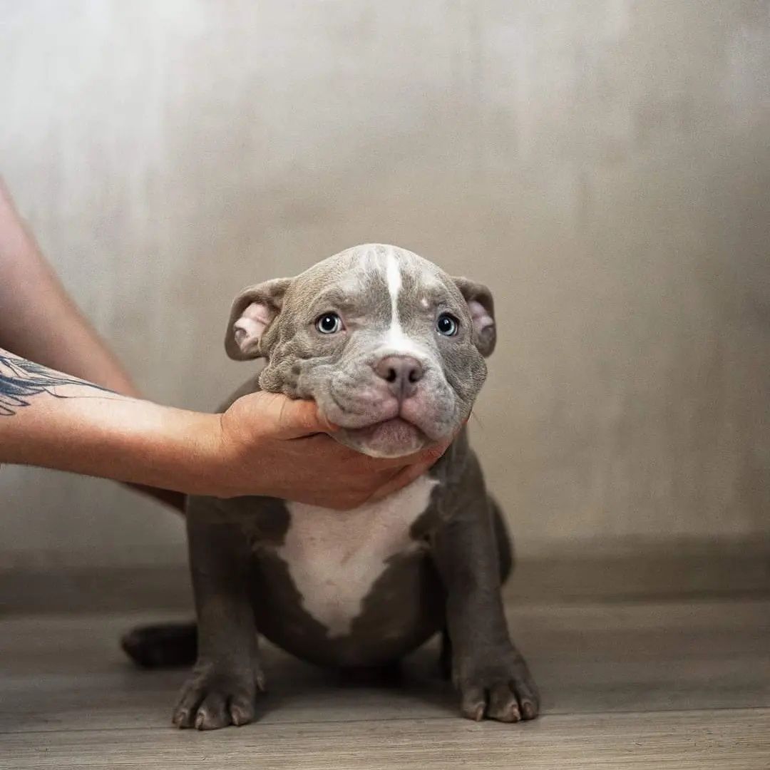 Амеріканські Буллі/American bully