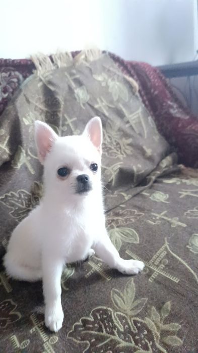 Собачка чихуахуа