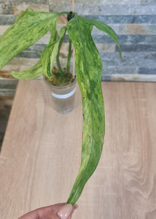 Philodendron Palaroense Mint,var.Rzadkość