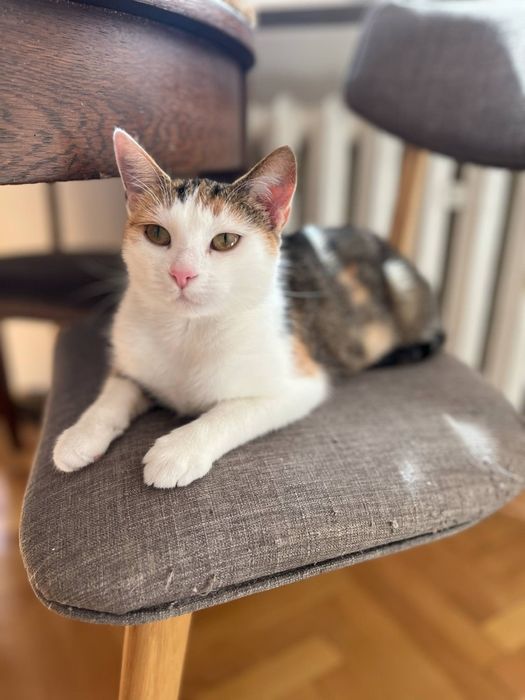 Kotka z bajki - Kania