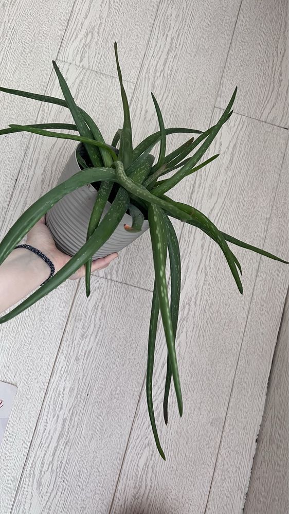 Aloe vera Aloes duża sadzonka