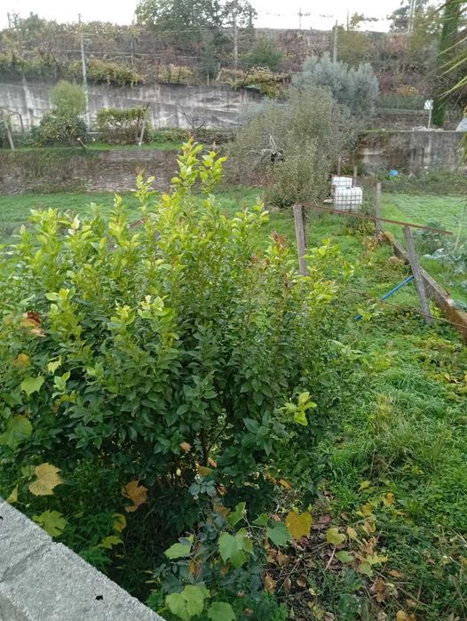 Terreno para construção