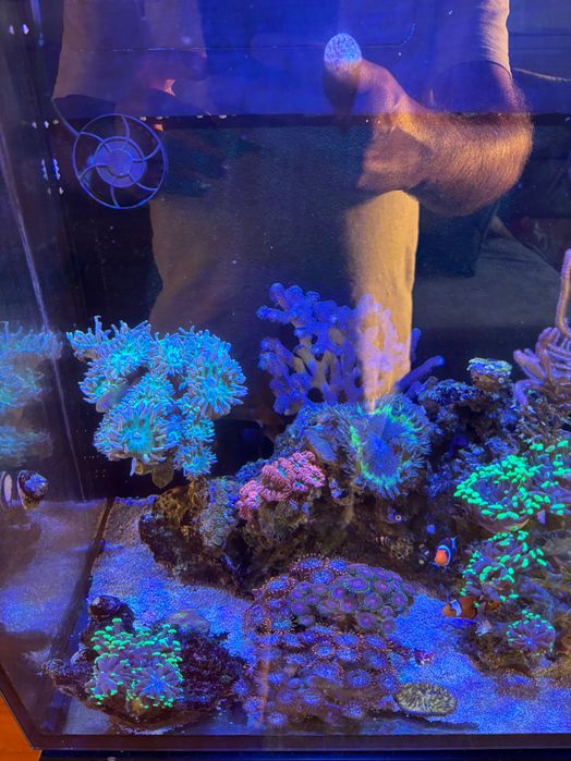 Aquario Salgado Red Sea Max Nano