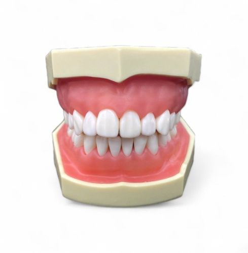 Стоматологічна модель щелепи. Посібник для школярів, студентів