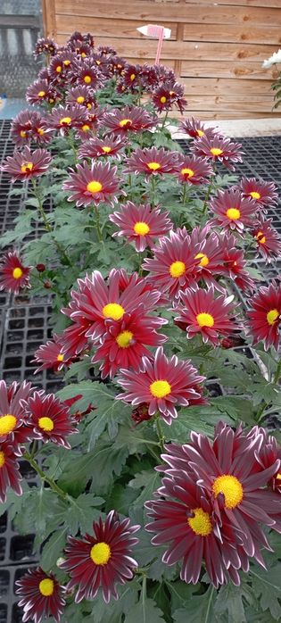 Chryzantemy Doniczkowe