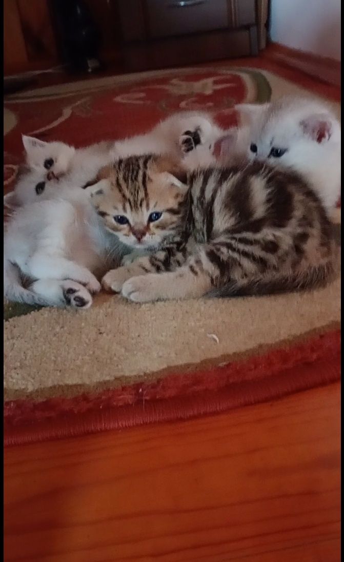 Скотіш фолд хлопчик таббі