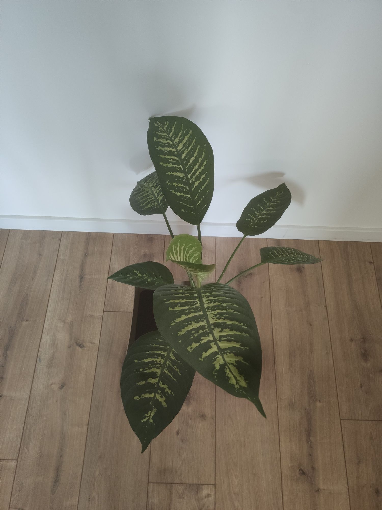 Kwiatek Dieffenbachia Tropic Snow duży L 90 cm