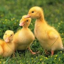 Качка Орія, Мулард, індики,гуси,курчата