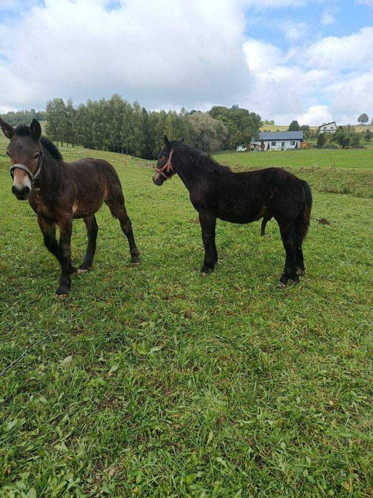 Źrebaki do sprzedania