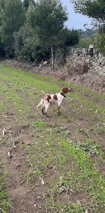 Cadela spaniel breton