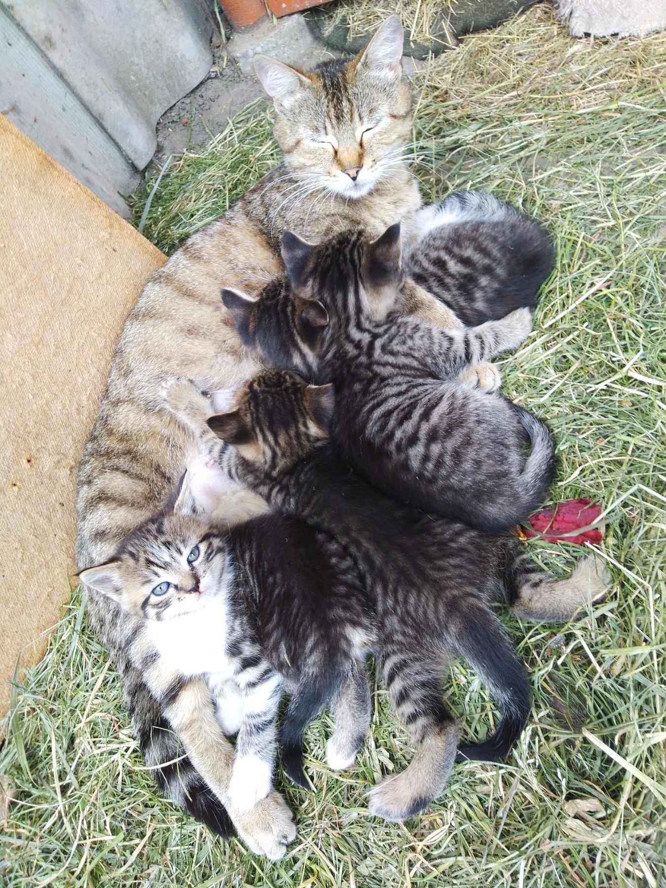 Віддам кошенят в добрі руки