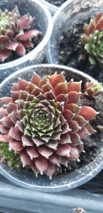 пропоную очитки та інші грунтопокривні рослини для камянистих садів