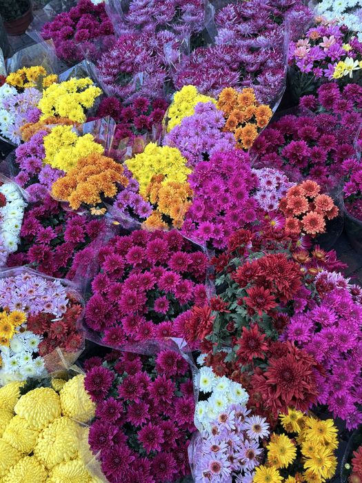 Chryzantemy chryzantemy