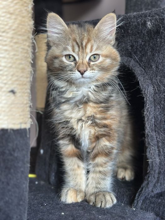 Piękna Kotka Syberyjska AURORA SeverynKa*PL