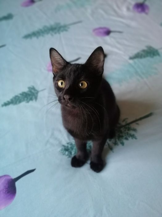 Маленький Нікс шукає батьків