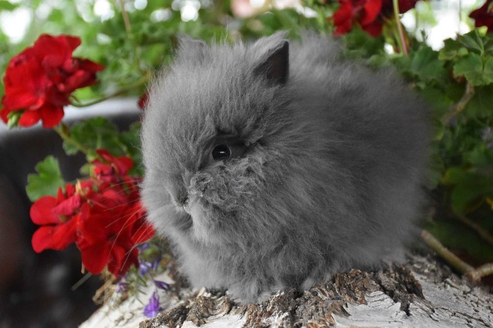 Karzełek Teddy / karzełki Teddy / miniaturki / miniaturka