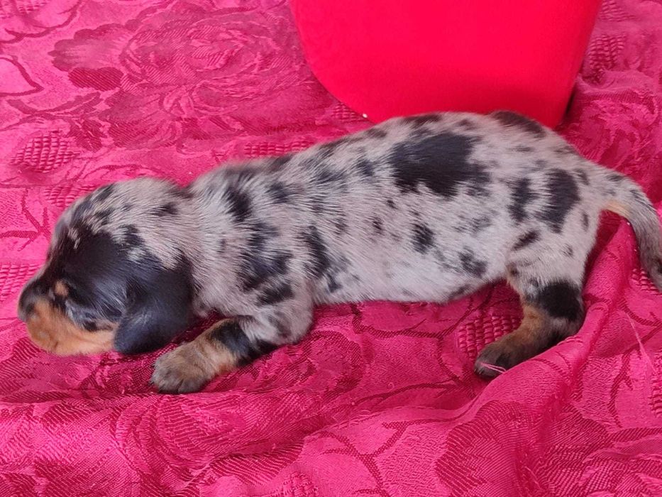 Teckel Caninchen miniatura azul arlequim
