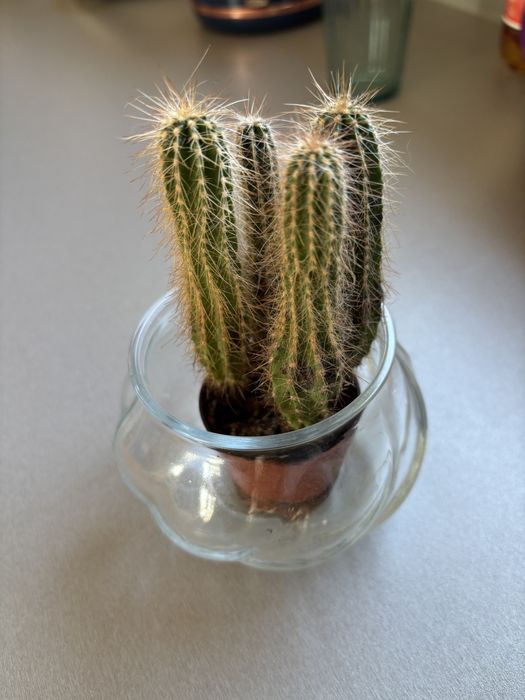 Kaktus - oddam za darmo 16 cm