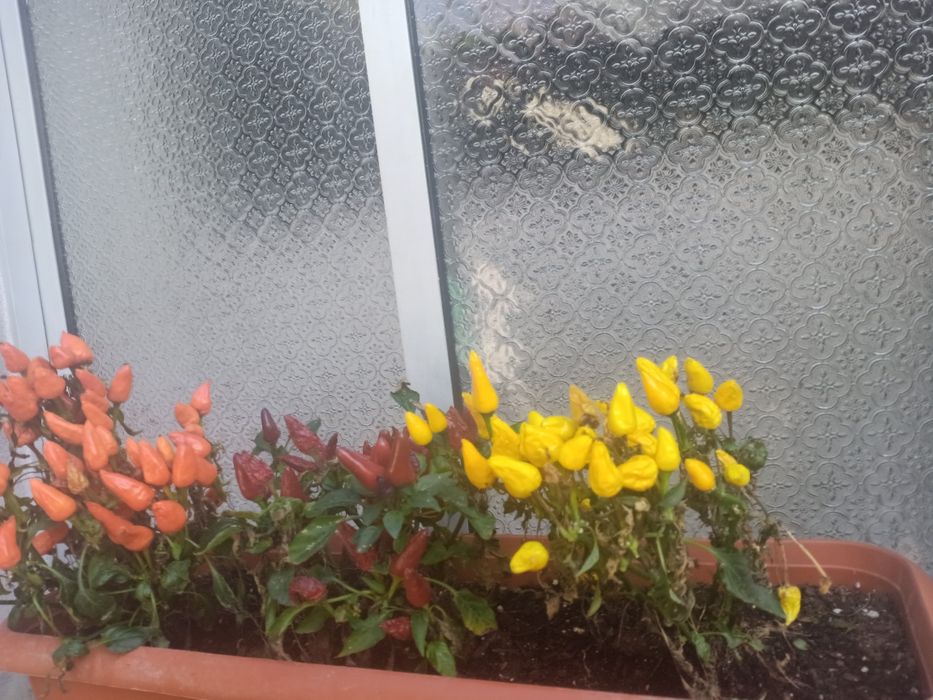 Piri- piri Biológico