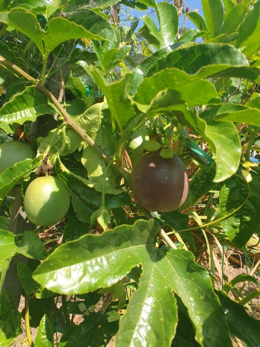 Árvore de maracujá roxo
