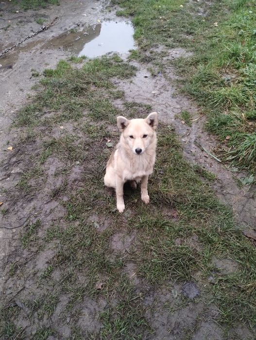 Щеня, дівчинка, віддам в добрі руки безкоштовно