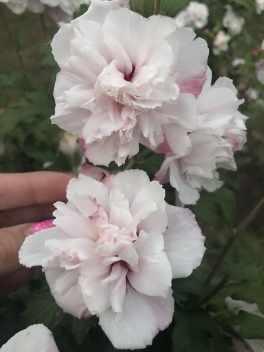 Гибискусы махровые древовидные 2-3 летние