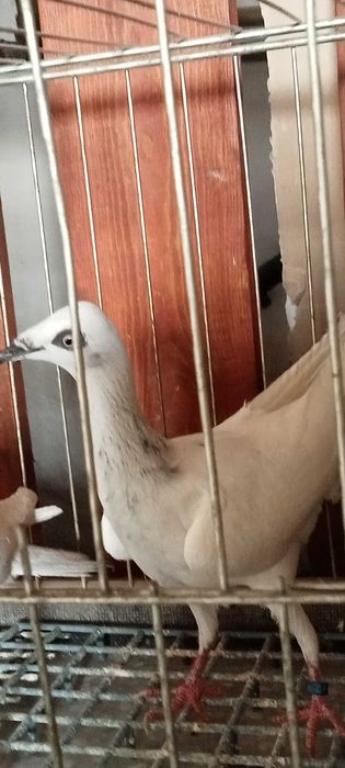 samice srebrniaki 2023r