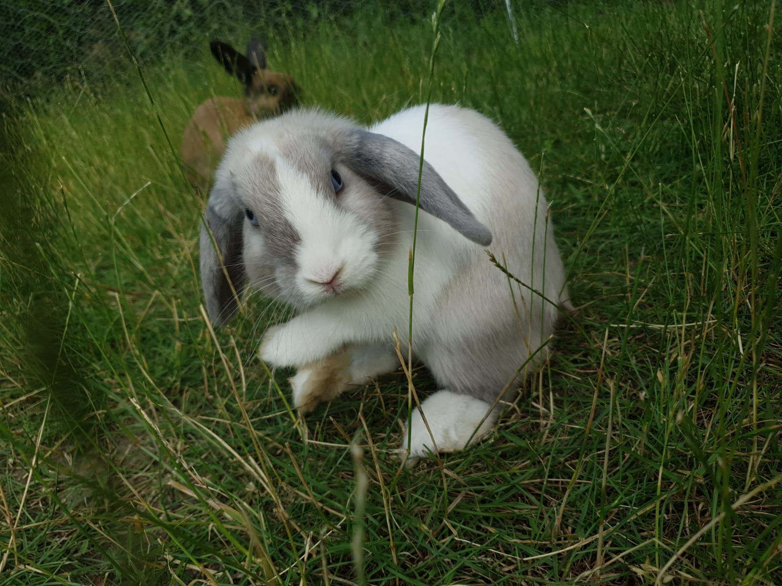 Samiczka mini lop
