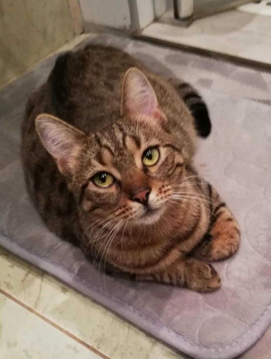 Piękna i łagodna Mela czeka na dom