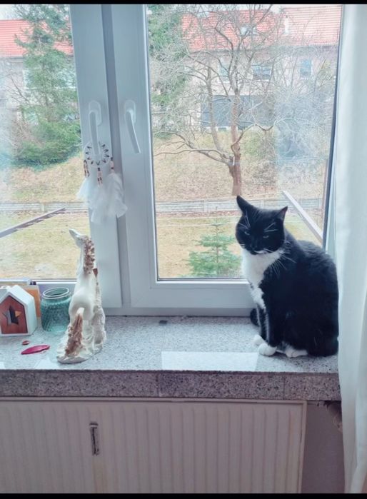 Potrzebuje opieki do kota